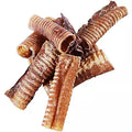Trachea